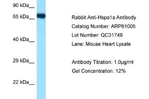 Western Blotting (WB) image for anti-Heat Shock 70kDa Protein 1A (HSPA1A) (N-Term) antibody (ABIN2788649) (HSP70 1A 抗体  (N-Term))