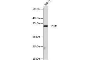 Western blot analysis of extracts of 22Rv1 cells, using PIM1 antibody (ABIN7269375) at 1:1000 dilution. (PIM1 抗体)