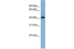 WB Suggested Anti-C1orf102 Antibody Titration: 0. (OSCP1 抗体  (N-Term))