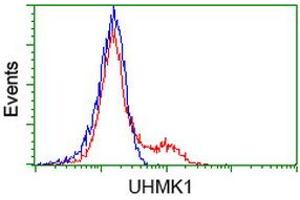 HEK293T cells transfected with either RC214962 overexpress plasmid (Red) or empty vector control plasmid (Blue) were immunostained by anti-UHMK1 antibody (ABIN2453773), and then analyzed by flow cytometry. (UHMK1 抗体)