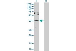 Western Blot analysis of SESN3 expression in transfected 293T cell line by SESN3 MaxPab polyclonal antibody. (SESN3 抗体  (AA 1-321))