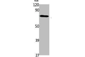 Western Blot analysis of K562 cells using ABCG1 Polyclonal Antibody (ABCG1 抗体  (C-Term))