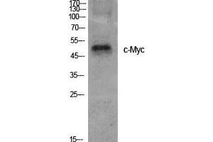 Western Blot (WB) analysis of specific cells using c-Myc Polyclonal Antibody. (c-MYC 抗体  (Ser95))
