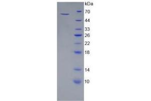 SDS-PAGE analysis of Mouse HSPA1A Protein. (HSP70 1A 蛋白)