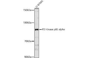 Western blot analysis of extracts of U-87MG cells, using PI3 Kinase p85 alpha antibody (ABIN3020624, ABIN3020625, ABIN3020626 and ABIN6213600) at 1:1000 dilution. (PIK3R1 抗体  (AA 1-300))