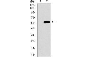 Western blot analysis using C17ORF53 mAb against HEK293 (1) and C17ORF53 (AA: 282-527)-hIgGFc transfected HEK293 (2) cell lysate. (C17orf53 抗体  (AA 282-527))