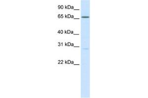Western Blotting (WB) image for anti-Nuclear Factor of Activated T-Cells 5, Tonicity-Responsive (NFAT5) antibody (ABIN2461534) (NFAT5 抗体)