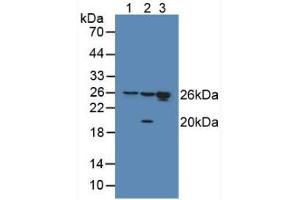 Figure. (HMGB1 抗体  (AA 9-163))