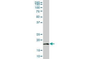 MRPL18 MaxPab polyclonal antibody. (MRPL18 抗体  (AA 1-180))