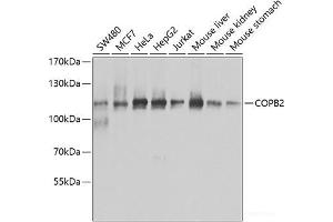 Western Blotting (WB) image for anti-Coatomer Protein Complex, Subunit beta 2 (COPB2) antibody (ABIN7011528)