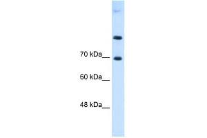 SLC7A4 antibody used at 0. (SLC7A4 抗体)