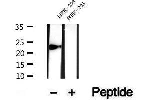 Western blot analysis of extracts of HEK-293 cells, using CYPC antibody. (PPIC 抗体  (Internal Region))