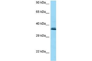 WB Suggested Anti-COQ9 AntibodyTitration: 1. (COQ9 抗体  (N-Term))