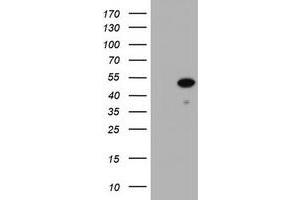 Image no. 1 for anti-Zinc Finger and SCAN Domain Containing 4 (ZSCAN4) (AA 164-433) antibody (ABIN1490996) (ZSCAN4 抗体  (AA 164-433))