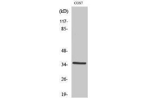 Western Blotting (WB) image for anti-Forkhead Box L1 (FOXL1) (Internal Region) antibody (ABIN3175127) (FOXL1 抗体  (Internal Region))