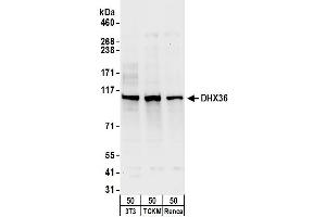 Western Blotting (WB) image for anti-DEAH (Asp-Glu-Ala-His) Box Polypeptide 36 (DHX36) (C-Term) antibody (ABIN7449716)
