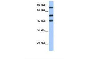 Image no. 1 for anti-Host Cell Factor C2 (HCFC2) (AA 551-600) antibody (ABIN6737684) (HCFC2 抗体  (AA 551-600))