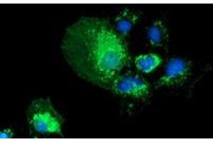 Anti-PYCR2 mouse monoclonal antibody (ABIN2453558) immunofluorescent staining of COS7 cells transiently transfected by pCMV6-ENTRY PYCR2 (RC204525). (PYCR2 抗体)