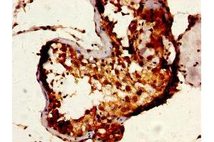 IHC image of ABIN7168493 diluted at 1:600 and staining in paraffin-embedded human testis tissue performed on a Leica BondTM system. (RUVBL1 抗体  (AA 101-400))