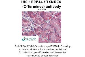 Image no. 1 for anti-Endoplasmic Reticulum Protein 44 (ERP44) (C-Term) antibody (ABIN1734140) (ERP44 抗体  (C-Term))