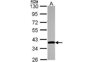 WB Image Sample (30 ug of whole cell lysate) A: A549 10% SDS PAGE antibody diluted at 1:3000 (APEX1 抗体  (N-Term))