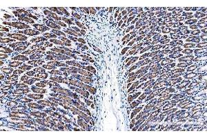IHC analysis of Tspan1 using anti-Tspan1 antibody (ABIN7599878).