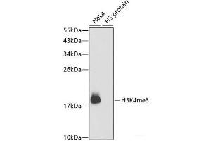 Western blot analysis of extracts of various cell lines using TriMethyl-Histone H3-K4 Polyclonal Antibody. (Histone 3 抗体  (3meLys4))