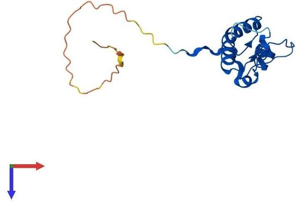MRPL50 Protein (AA 1-158) (His tag)