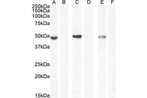 NAT8L 抗体  (AA 211-223)