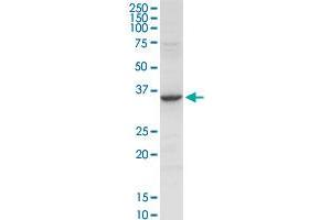 ANXA2 MaxPab rabbit polyclonal antibody. (Annexin A2 抗体  (AA 1-357))