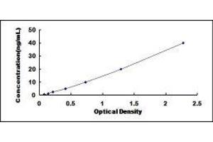 Syndecan 3 (SDC3) ELISA Kit