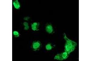 Anti-MAGEB18 mouse monoclonal antibody (ABIN2454278) immunofluorescent staining of COS7 cells transiently transfected by pCMV6-ENTRY MAGEB18 (RC206329). (MAGEB18 抗体)