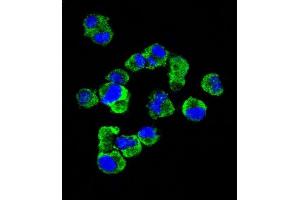 Confocal immunofluorescent analysis of C Antibody (C-term) (Ascites) ABIN1539995 with  cell followed by Alexa Fluor® 488-conjugated goat anti-mouse lgG (green). (Syndecan 1 抗体  (C-Term))