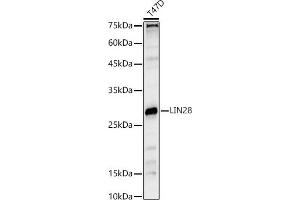 Western blot analysis of extracts of T47D cells, using LIN28 antibody (ABIN6131864, ABIN6143238, ABIN6143239 and ABIN6221674) at 1:1000 dilution. (LIN28A 抗体  (AA 142-209))