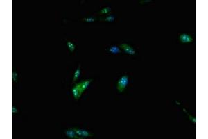 Immunofluorescence (IF) image for anti-Polymerase (DNA Directed), Epsilon, Catalytic Subunit (POLE) (AA 1175-1311), (Catalytic Subunit A) antibody (ABIN7150239)