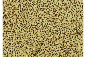 ABIN6277573 at 1/100 staining Mouse liver tissue by IHC-P. (NDUFA13 抗体  (N-Term))