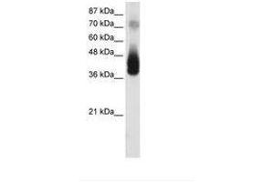 Image no. 1 for anti-Jun B Proto-Oncogene (JUNB) (AA 241-290) antibody (ABIN202297) (JunB 抗体  (AA 241-290))