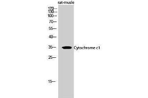 Western Blotting (WB) image for anti-Cytochrome C1 (CYC1) (Internal Region) antibody (ABIN3174690) (Cytochrome C1 抗体  (Internal Region))