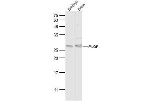 Lane 1: mouse embryo lysates Lane 2: mouse brain lysates probed with PLGF Polyclonal Antibody, Unconjugated  at 1:500 dilution and 4˚C overnight incubation. (PLGF 抗体  (AA 131-158))