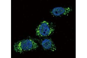 Immunofluorescence (IF) image for anti-Glucokinase (Hexokinase 4) (GCK) (AA 1-30) antibody (ABIN5647784)