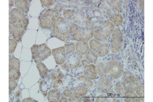 Immunoperoxidase of monoclonal antibody to HYOU1 on formalin-fixed paraffin-embedded human salivary gland. (HYOU1 抗体  (AA 901-999))