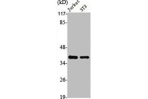 Western Blot analysis of Jurkat NIH-3T3 cells using hnRNP A1 Polyclonal Antibody