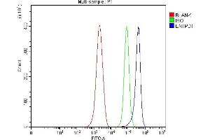 anti-Ectonucleoside Triphosphate diphosphohydrolase 1 (ENTPD1) (AA 39-475) antibody