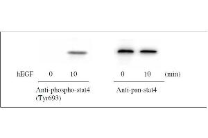 Western blot analysis of extracts from 100 ng/mL hEGF treated A431 cells.