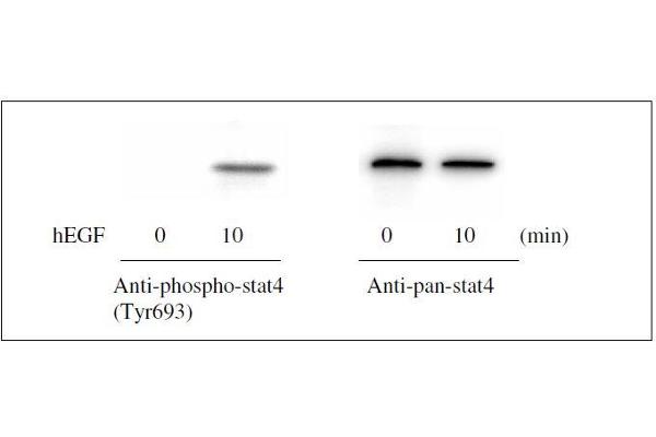 STAT4 ELISA 试剂盒