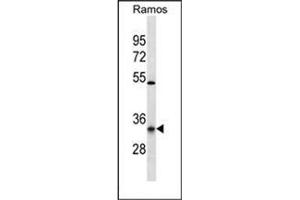 Western blot analysis of OR10G9 Antibody (C-term) in Ramos cell line lysates (35ug/lane). (OR10G9 抗体  (C-Term))
