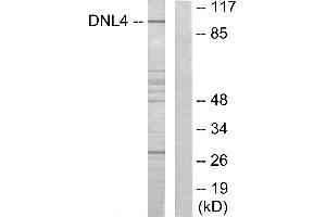 Western blot analysis of extracts from Jurkat cells, using DNL4 antibody. (LIG4 抗体)