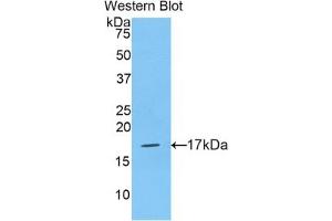 Detection of Recombinant HIST2H3A, Human using Polyclonal Antibody to Histone Cluster 2, H3a (HIST2H3A) (HIST2H3A 抗体  (AA 1-136))