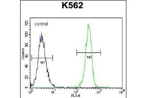 SMTNL1 Antibody (Center) (ABIN655427 and ABIN2844964) flow cytometric analysis of K562 cells (right histogram) compared to a negative control cell (left histogram). (SMTNL1 抗体  (AA 130-159))