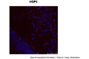 Sample Type: Mouse Brain Slices Red: primaryBlue: DAPIPrimary Dilution: 1:400 Secondary Antibody: Anti-Rabbit IgG Alexa 594Secondary Dilution: 1:400 Image Submitted By: Adahir Labrador-Garrido and Cintia Roodveldt University of Seville (Hsc70 抗体  (N-Term))
